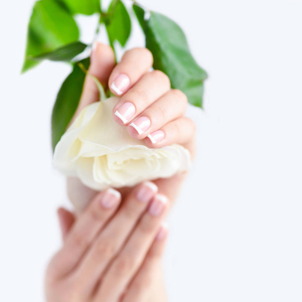 Hands of a woman with pink french manicure with white rose - Photo, Image