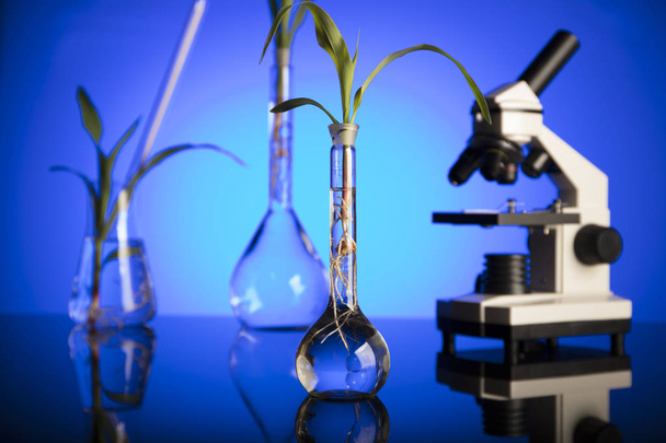 Biotechnologie und Floristik Thema. Experimentieren mit Flora im Labor. blauer Hintergrund. - Foto, Bild
