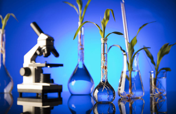 Biotecnología y ciencia floral. Experimentar con flora en laboratorio. Fondo azul
. - Foto, imagen