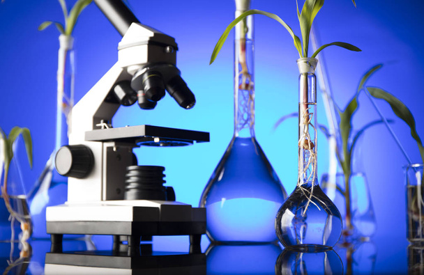 Biotechnológia és virágos tudományos téma. Kísérletezik a flora laboratóriumban. Kék háttér. - Fotó, kép