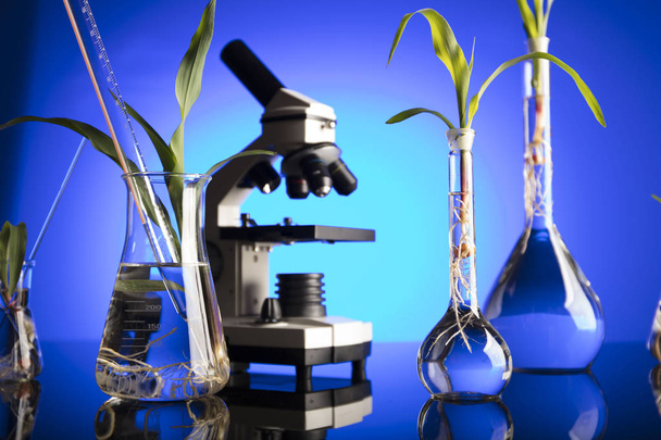 バイオ テクノロジーと花科学テーマ。研究室での植物実験。青色の背景. - 写真・画像