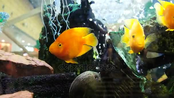 Peixe amarelo flutuar em um aquário em um shopping center, 4k
. - Filmagem, Vídeo