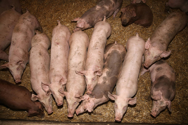 Lechones criados en una granja industrial de animales
 - Foto, Imagen