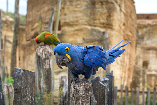 Papegaai van Hyacintara (Amazon) - Foto, afbeelding