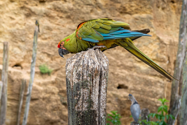 Fokken van papegaaien van de Amazone. - Foto, afbeelding