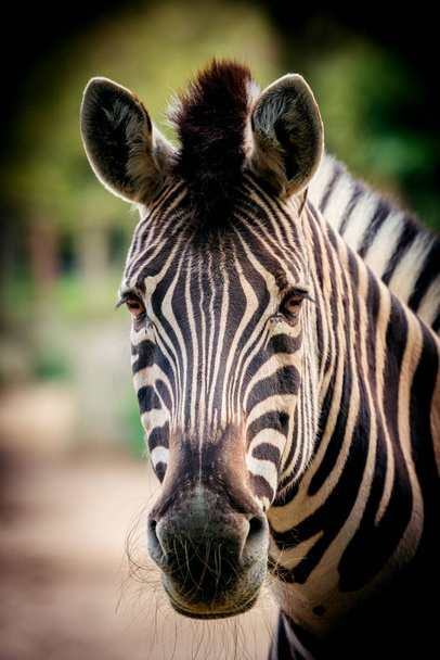 Zebra portre kadar kapatın - Fotoğraf, Görsel