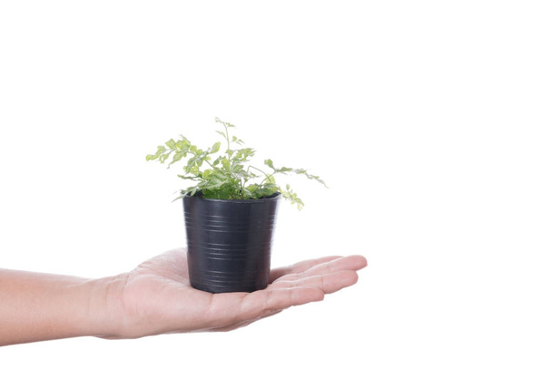 Hand holding small plant pot of Cyathea Dealbata or silver fern on white background - Zdjęcie, obraz