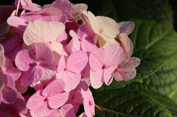 Květ hortenzie v tropických - Fotografie, Obrázek