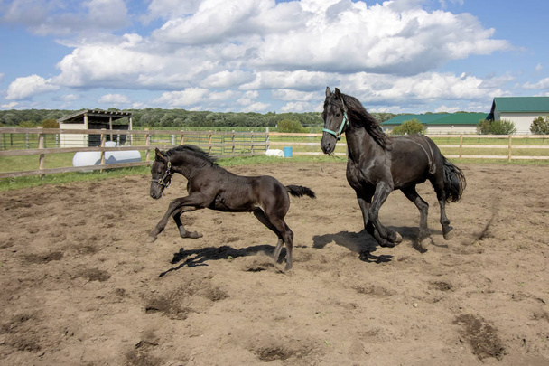 Άλογα που τρέχουν γύρω από έξω - Φωτογραφία, εικόνα