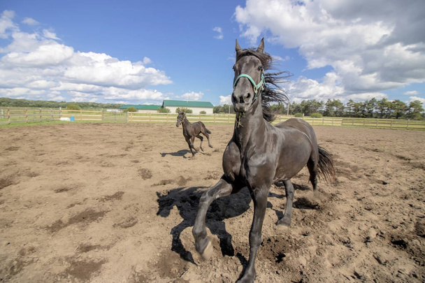 Άλογα που τρέχει γύρω εξωτερικούς χώρους - Φωτογραφία, εικόνα