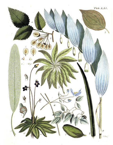Illustration of plants. Termini botanici iconibus illustrati 1807 - Photo, Image