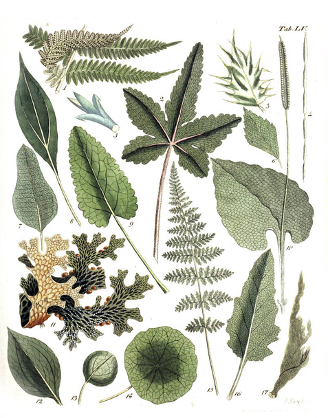 Illustration of plants. Termini botanici iconibus illustrati 1807 - Photo, Image