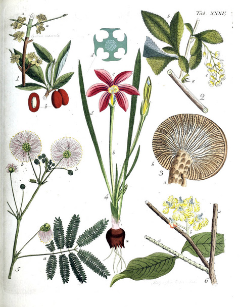 Ábra a növények. Termini botanici iconibus illustrati 1807 - Fotó, kép