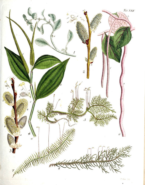 Bitkiler Illustration. Termini botanici iconibus illustrati 1807 - Fotoğraf, Görsel