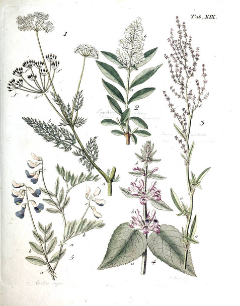 Bitkiler Illustration. Termini botanici iconibus illustrati 1807 - Fotoğraf, Görsel