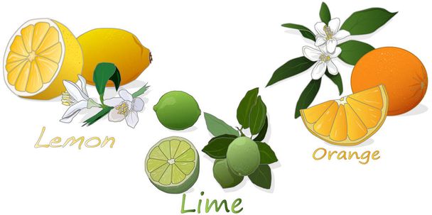 Citrusvruchten. Sinaasappel, citroen, limoen. Geïsoleerd op witte achtergrond. - Vector, afbeelding