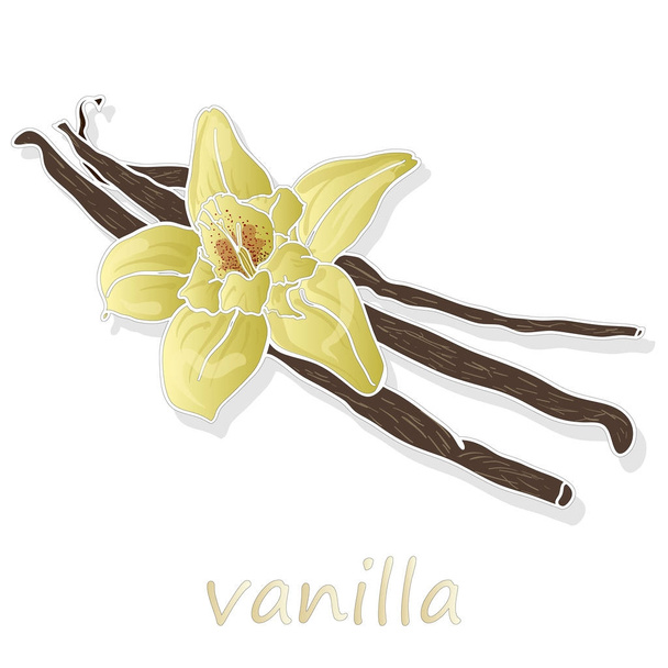 Vanilla sticks with flowers on white  - Vector, Image