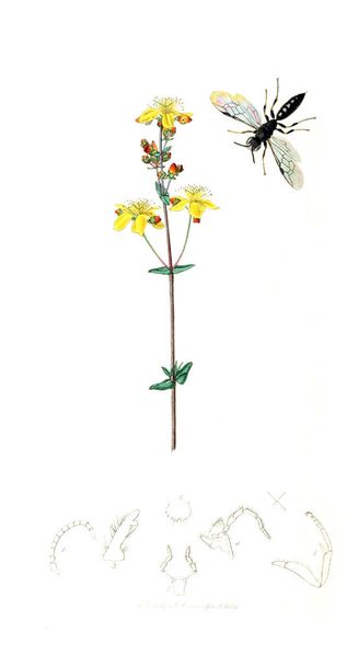 昆虫や植物のイラストです。イギリスの昆虫。1823-1840 - 写真・画像
