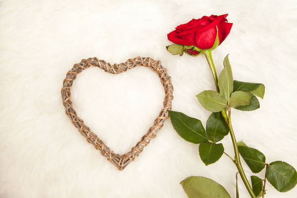 Congratulation on Valentines day, beautiful red rose on white wool background with wooden heart shape, free space for text. - Fotografie, Obrázek