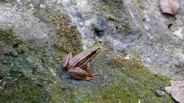 grüner Reisfrosch auf Felsen im tropischen Regenwald. - Filmmaterial, Video