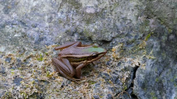 Αναποφλοίωτο πράσινης βάτραχος πάνω σε βράχο σε τροπικό δάσος της βροχής. - Πλάνα, βίντεο