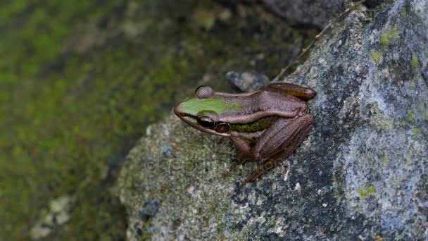 Зеленая лягушка на скале в тропическом дождевом лесу
. - Кадры, видео