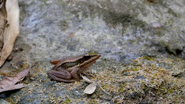 Zelených rýžových žába na kameni v tropickém deštném pralese. - Záběry, video