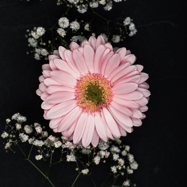 pink gerbera with small white flowers on twigs isolated on black  - Foto, immagini