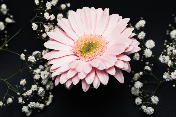 pink gerbera with small white flowers on twigs isolated on black  - Φωτογραφία, εικόνα