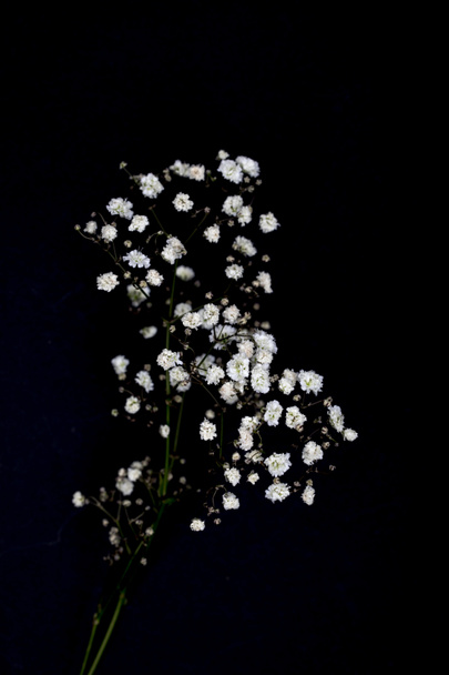 黒に分離された美しい小さな白い花を小枝 - 写真・画像