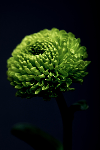 beautiful green flower isolated on black - 写真・画像