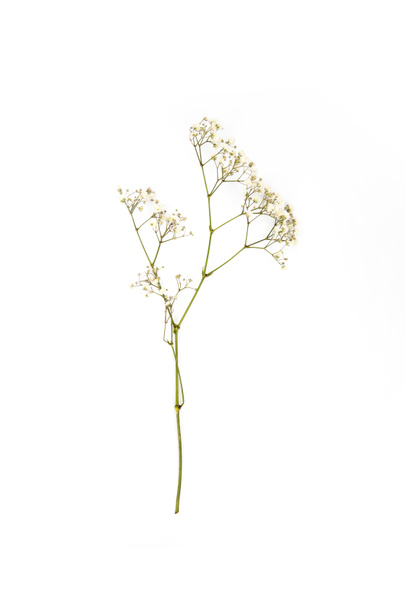 маленькие белые цветы на веточке изолированы на белом
 - Фото, изображение