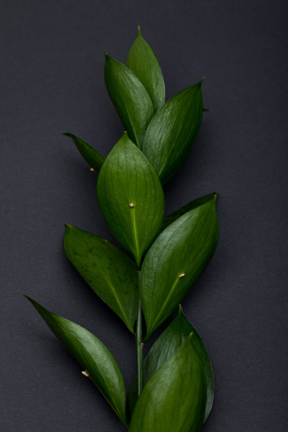 twig with fresh green leaves on black - Valokuva, kuva