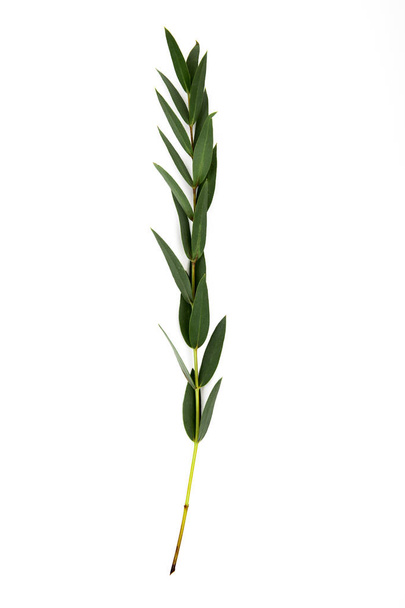 větvička se zelenými listy izolované na bílém - Fotografie, Obrázek