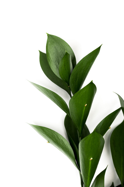 Ramita con hojas verdes aisladas en blanco
 - Foto, imagen