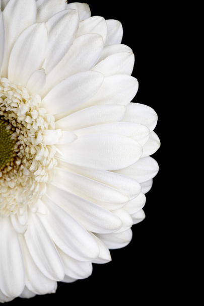 top view of half of white gerbera isolated on black - Photo, Image