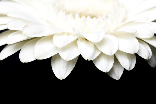 cropped image of white gerbera petals isolated on black - 写真・画像