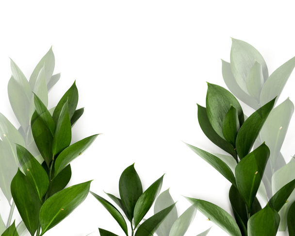 zelené listy na větvičky izolované na bílém - Fotografie, Obrázek