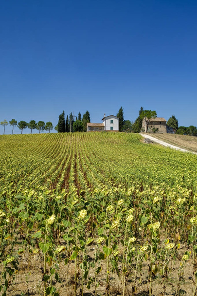 Tipikus farm Umbria (Olaszország), nyári - Fotó, kép