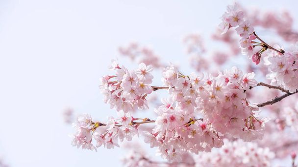 Cherry blossom in spring. spring season background, Sakura season in korea. Soft focus - Photo, Image