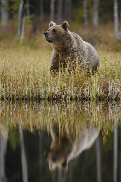 Water reflextion of Brown Bear - Ursus arctos in typical nordic European forest, Finland, Europe - Photo, Image