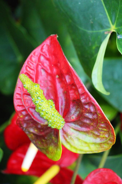 Flamingo flower at beautiful in the nature - Photo, Image