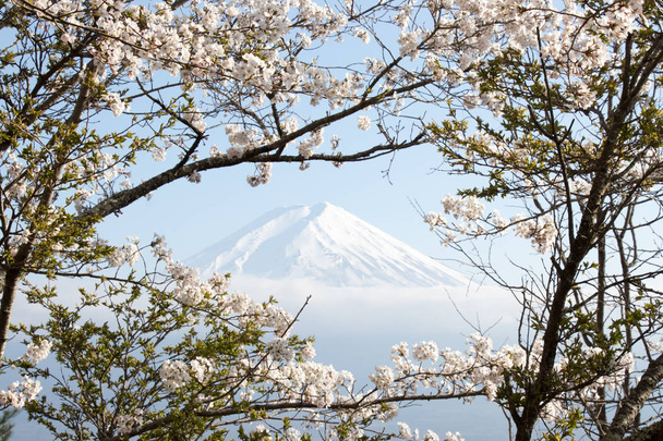 Fuji hegy Japánban, mint háttér sakura virág, előtér - Fotó, kép