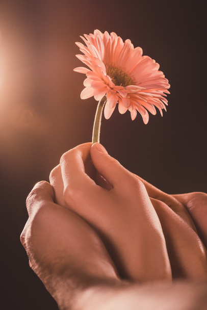 cropped view of couple holding gerbera flower, on brown - Photo, Image