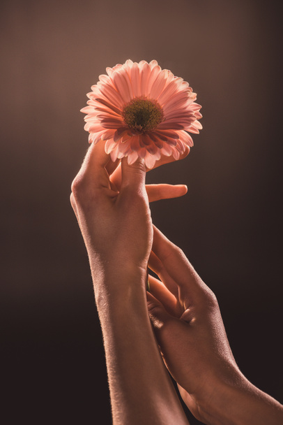 ブラウンのガーベラの花を保持している入札のカップルのトリミング ビュー ロイヤリティフリー写真 画像素材