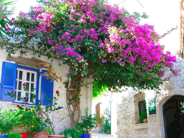 traditional street with bright bougainvillea in Greece  - Photo, Image