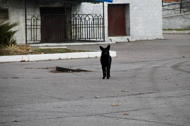 Black homeless dog in the city par - Photo, Image