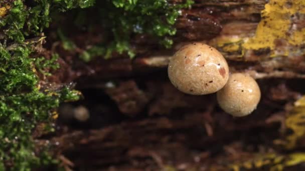 Makro lesní houby s dešťová kapka - Záběry, video