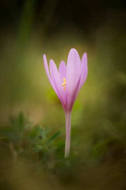 Colchicum autumnale. It is widespread in central, southern and western Europe. Also grown as an ornamental plant. Autumn nature. Wild nature. - Photo, Image