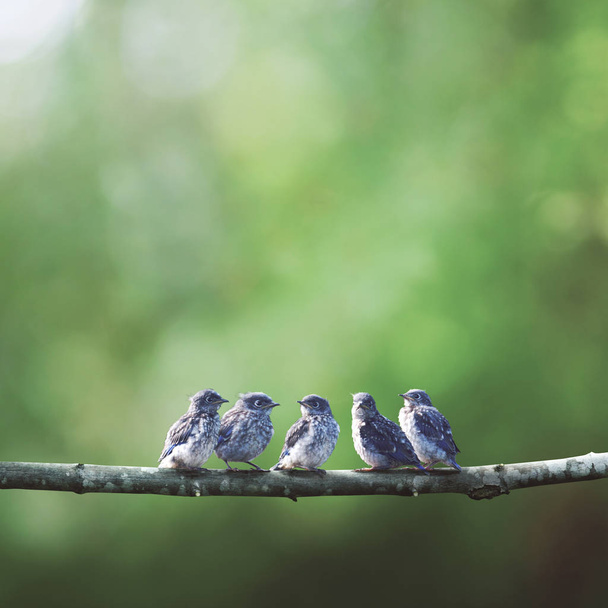 Baby blue ptaków w drzewie - Zdjęcie, obraz